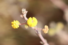 Acacia adoxa adoxa