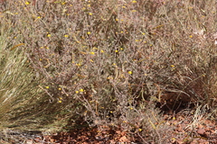 Acacia adoxa adoxa