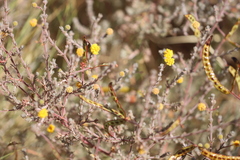 Acacia adoxa adoxa