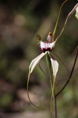Caladenia tentaculata × venusta
