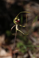 Caladenia tentaculata × venusta