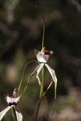 Caladenia tentaculata × venusta
