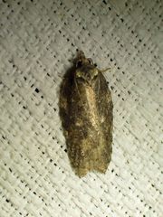 Acleris pulverosana