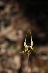 Caladenia tentaculata × venusta