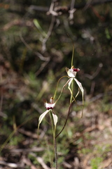 Caladenia tentaculata × venusta