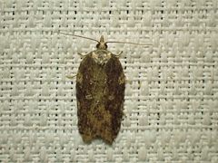 Acleris pulverosana
