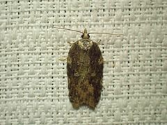 Acleris pulverosana