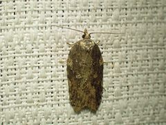 Acleris pulverosana