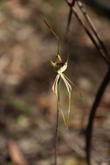 Caladenia tentaculata × venusta