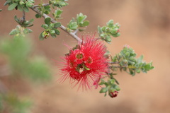 Kunzea pulchella