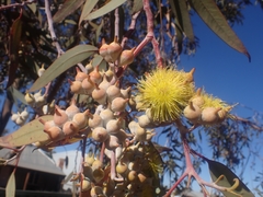 Eucalyptus woodwardii