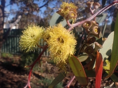 Eucalyptus woodwardii