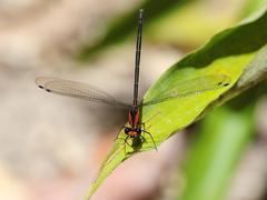 Austroargiolestes aureus