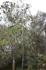 Eucalyptus caesia