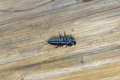 Cypherotylus californicus