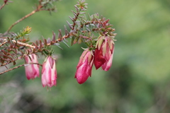 Darwinia macrostegia