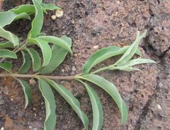 Ozoroa paniculosa