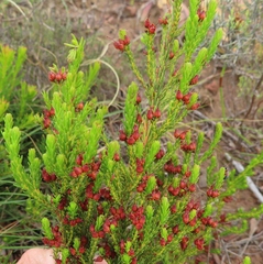 Erica ustulescens