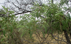 Ozoroa paniculosa