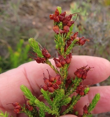 Erica ustulescens