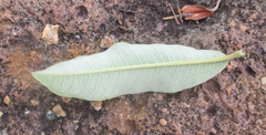 Ozoroa paniculosa