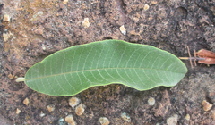 Ozoroa paniculosa
