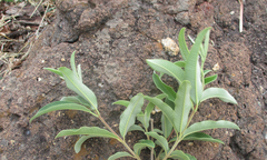 Ozoroa paniculosa