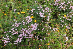 Boronia muelleri