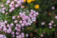 Boronia muelleri