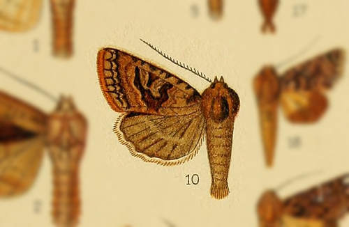 Euplexia dubiosa
