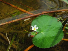 Nymphoides aquatica