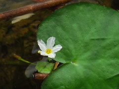 Nymphoides aquatica