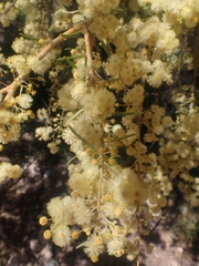 Acacia victoriae