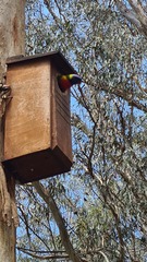 Trichoglossus moluccanus