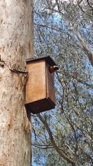 Trichoglossus moluccanus