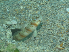 Amblyeleotris stenotaeniata