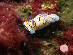 Goniobranchus annulatus