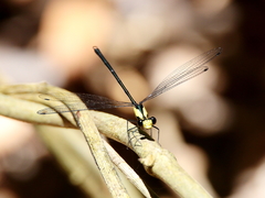 Austroargiolestes aureus