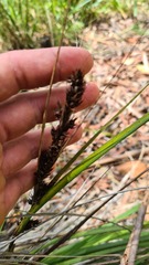 Gahnia aspera