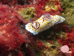 Goniobranchus annulatus