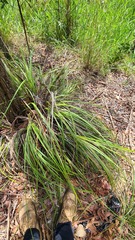Gahnia aspera