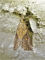 Hypena minualis