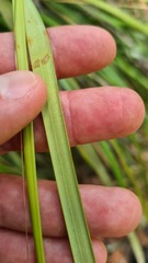 Gahnia aspera