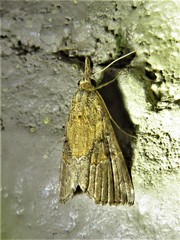 Hypena minualis