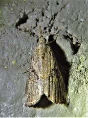 Hypena minualis