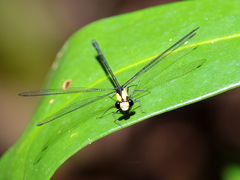 Austroargiolestes aureus