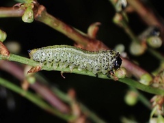 Lophyrotoma analis