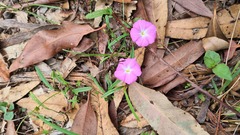 Polymeria calycina