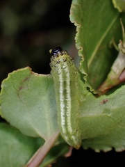 Lophyrotoma analis
