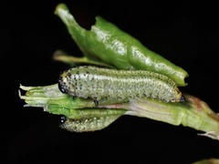 Lophyrotoma analis